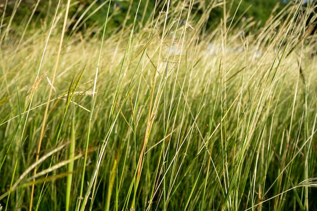 Close-up grama campo