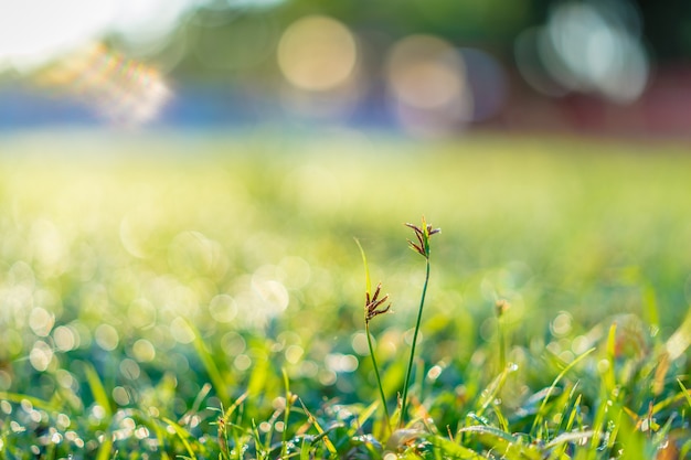 Close up Gras auf dem Feld