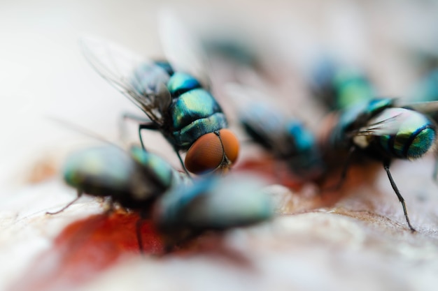 close-up grupo mosca comer peixe seco