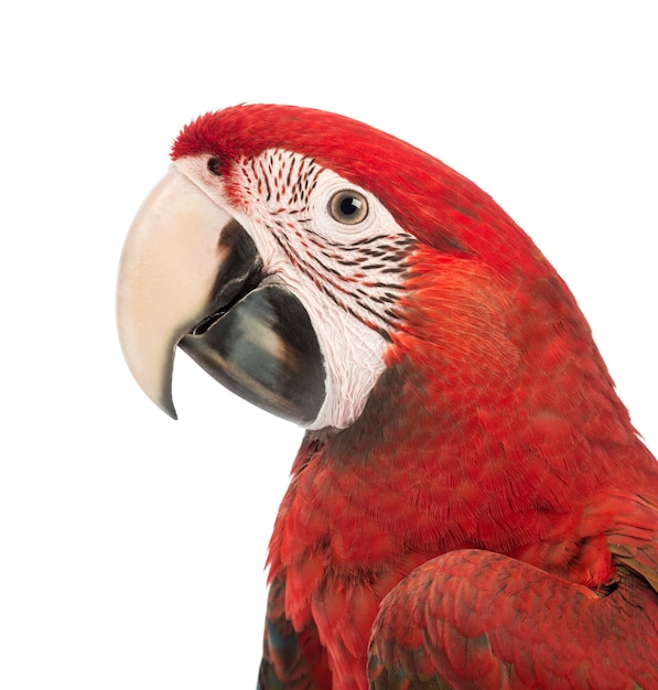 Close-up de un guacamayo de alas verdes, Ara chloropterus, de 1 año de edad, delante de un fondo blanco