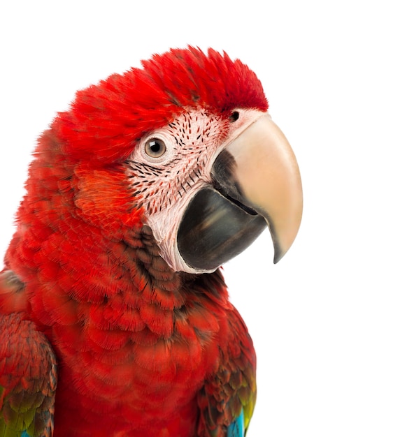 Close-up de un guacamayo de alas verdes, Ara chloropterus, de 1 año de edad, delante de un fondo blanco