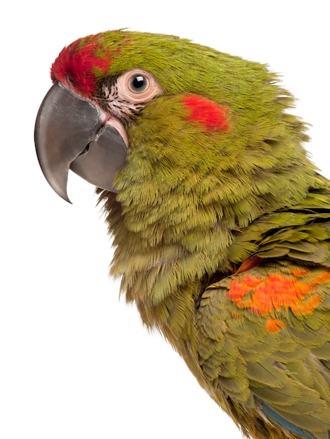 Close-up de Guacamayo rojo de frente rubrogenys Ara delante de fondo blanco.