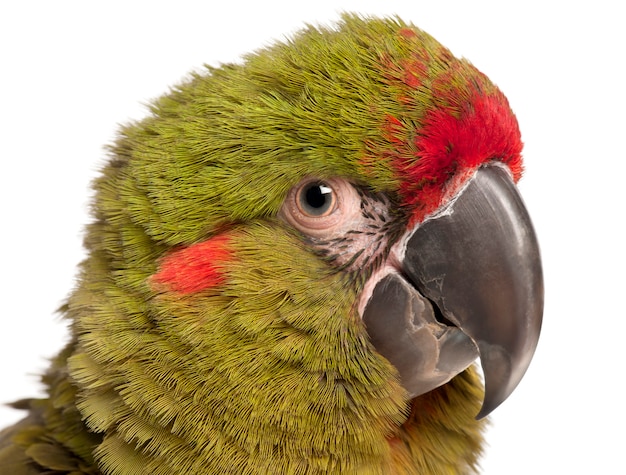 Close-up de Guacamayo rojo de frente rubrogenys Ara delante de fondo blanco.