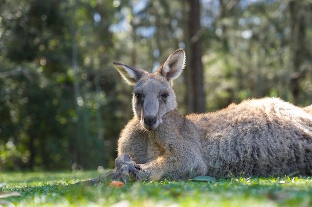close up halben Körper großen Känguru liegt, ruhen auf grünem Gras im Park