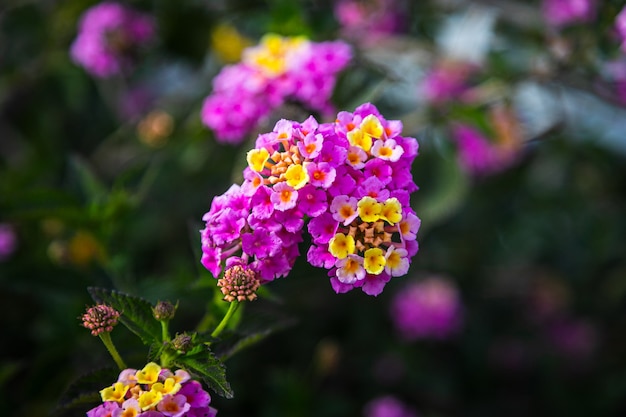 Close-up hermosa flor de phlox real rosa fresca sobre un fondo de hierba verde crece en el jardín de una casa, vista superior. Flores de jardín en flor