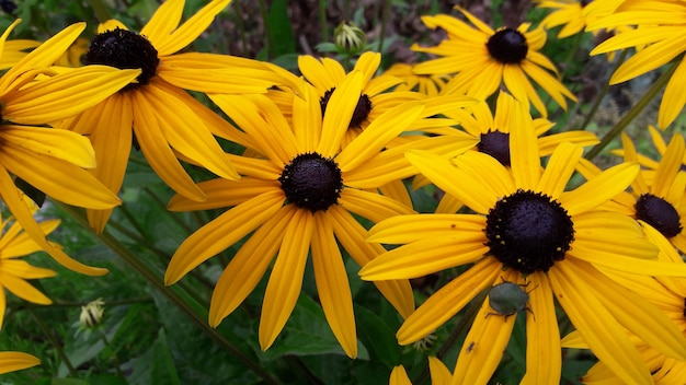 Close-up hermosas flores amarillas en verano