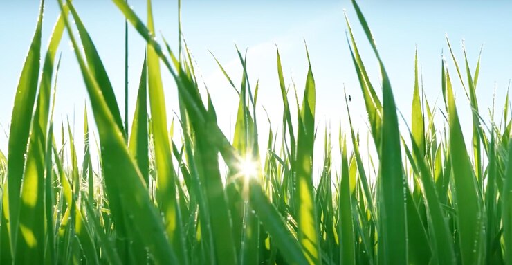 Close-up de hojas de hierba verde vibrante aisladas en el fondo ideal para el pájaro de jardinería de la naturaleza