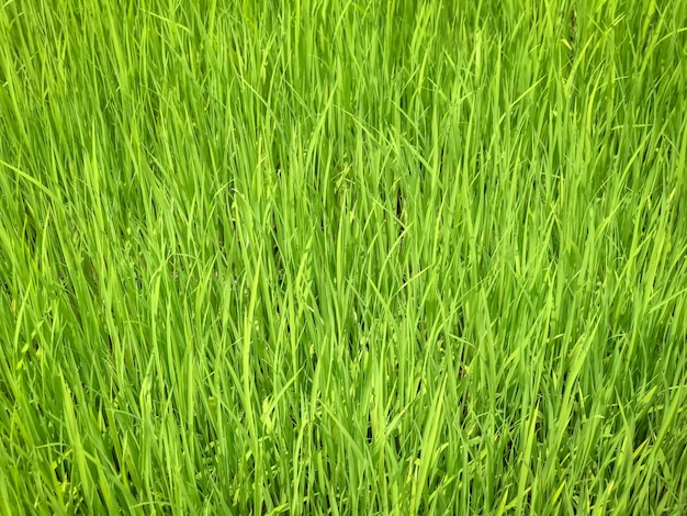 Close up de hojas de plántulas de arroz verde en arrozales