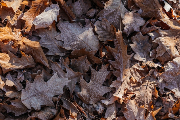 Close-up de hojas de roble marrón secas en el suelo cubierto con la primera helada de la mañana, helada mañana de otoño o invierno de fondo