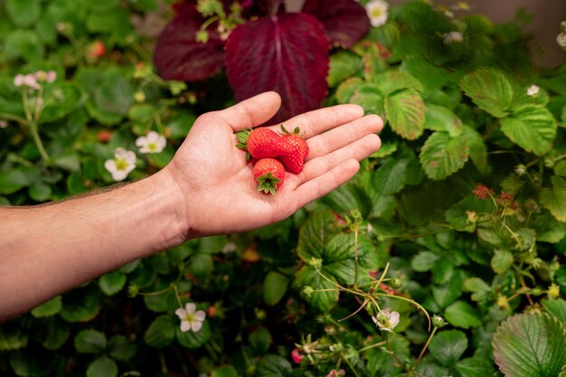 Close-up de hombre irreconocible mostrando fresas frescas cultivadas en invernadero