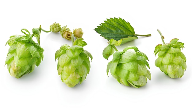 Close-up Hop für die Herstellung von Bier verschiedene Perspektiven isoliert auf weißem Hintergrund