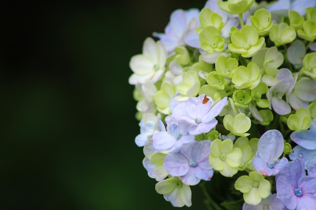 Close Up Hortensia o flor de hortensia es una de las plantas ornamentales populares Fondo de flores