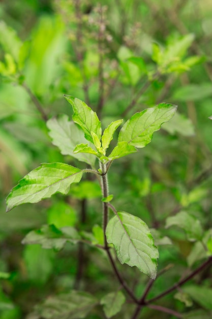 Close up hot basil folha thai basil ocimum sanctum