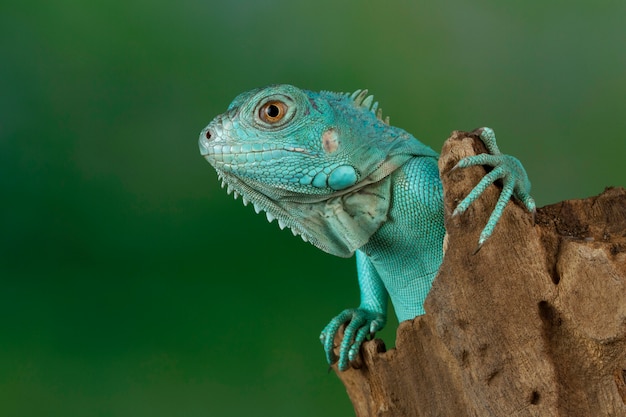 Close up iguana azul no galho, iguana azul