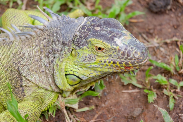 Close-up iguana cabeça réptil animal fundo