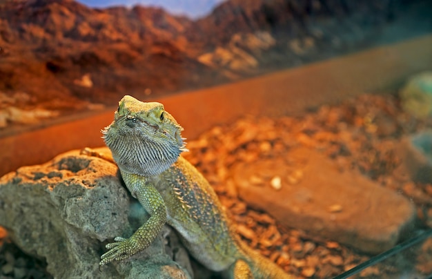 close up iguana na rocha