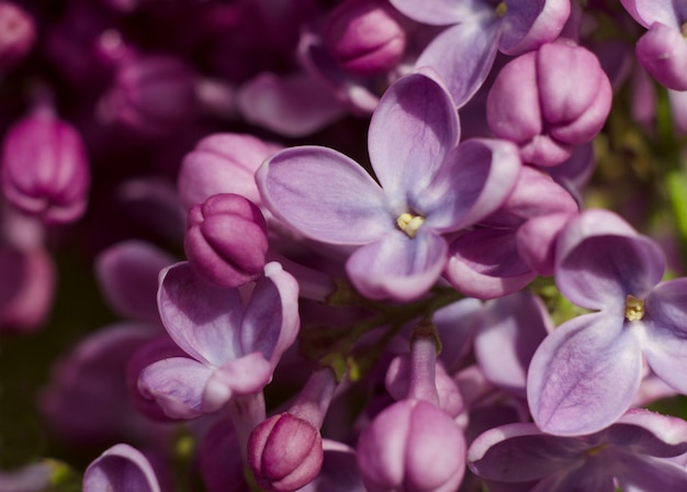 Close-up imagens de flores lilás violetas brilhantes