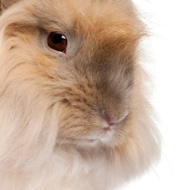 Close-up de inglés Angora conejo delante de fondo blanco