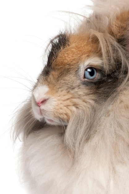 Close-up de inglés Angora conejo delante de fondo blanco