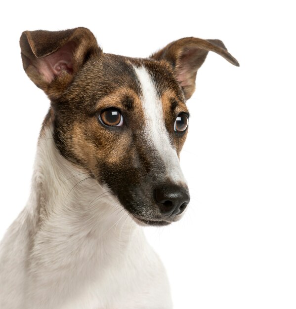 Close-up de Jack Russell delante de una pared blanca