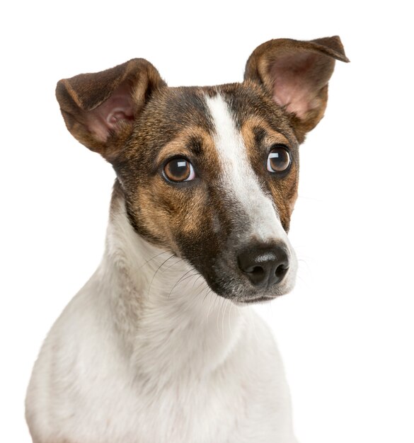 Close-up de Jack Russell delante de una pared blanca