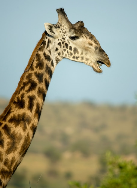 Foto close-up de jirafa en el serengeti, tanzania, áfrica