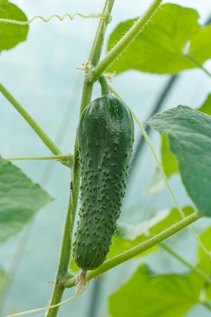 Close up jovem amadurecendo pepino em um arbusto com folhas verdes Pepino crescendo na estufa