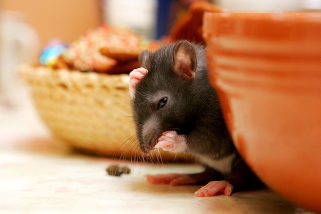 Close-up jovens ratos cinzentos (Rattus norvegicus) na mesa da cozinha à procura de comida