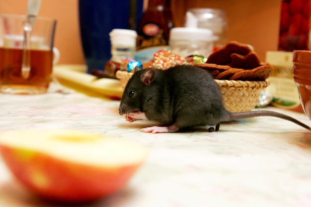 Foto close-up jovens ratos cinzentos (rattus norvegicus) na mesa da cozinha à procura de comida