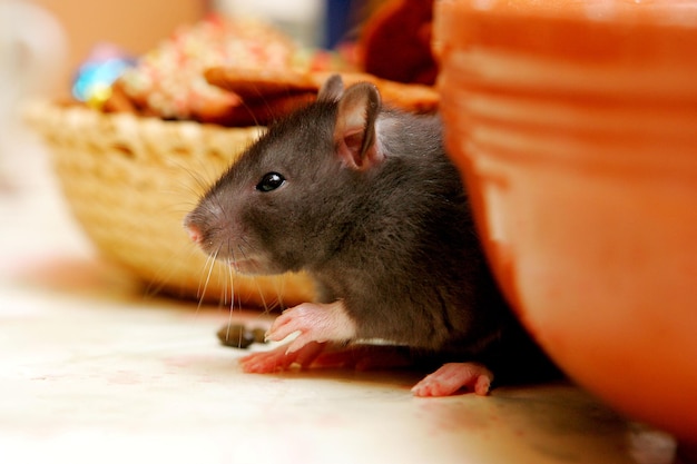 Close-up jovens ratos cinzentos (rattus norvegicus) na mesa da cozinha à procura de comida