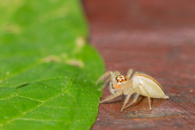 Close up Jumping Spider