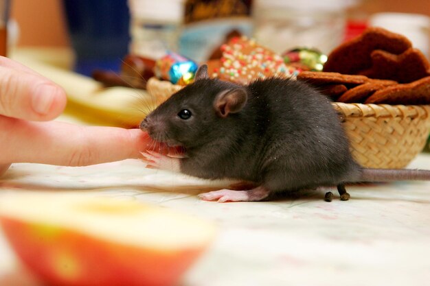Foto close-up junge graue ratten (rattus norvegicus) auf küchentisch auf der suche nach nahrung