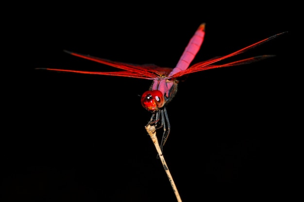 Close-up libélula rosa na vara de bambu na floresta na Tailândia