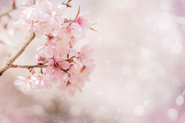 Close-up linda flor de cerejeira rosa sakura em tempo de primavera, sobre fundo macio com bokeh.