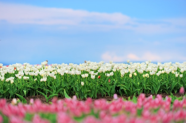 Close-up lindas tulipas brancas em campo de primavera