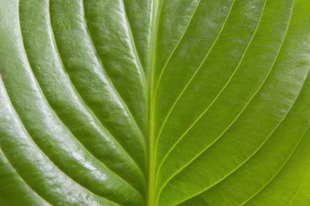 Close-up lindo fundo de folha verde