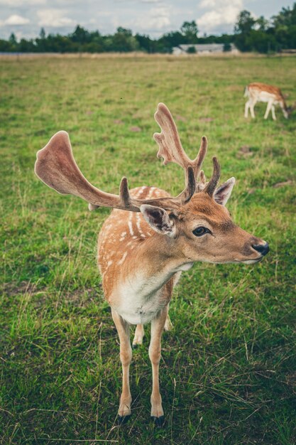 Close-up lindo gamo com grandes chifres