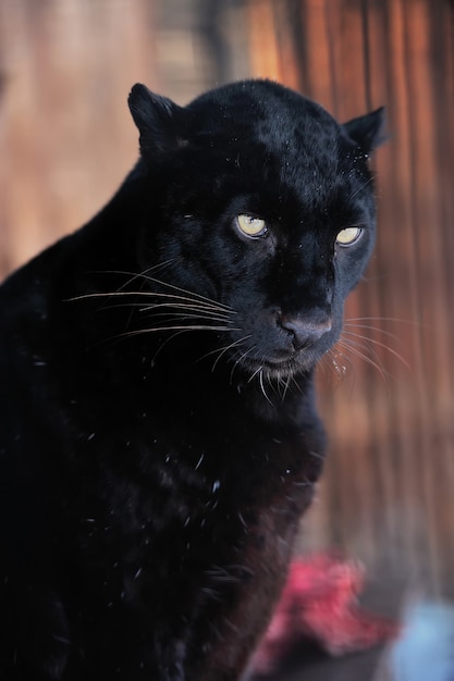 Close-up lindo retrato leopardo preto