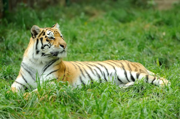 Close-up lindo tigre na grama