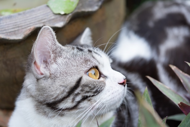 Close-up lindos olhos amarelos de gatinho