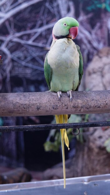 Close-up de loro donde se posan sobre metal