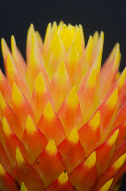 Close-up macro bela flor bromélia