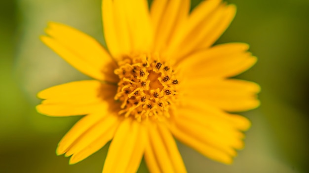 Close-up macro de flor no parque de manhã ao ar livre