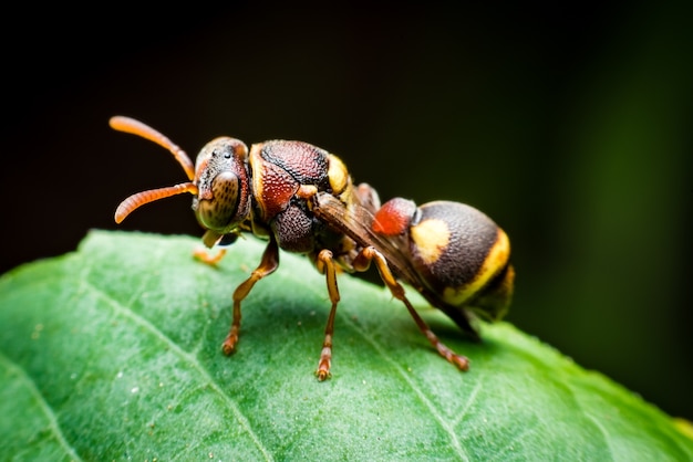 Close-up macro de formiga subindo na folha
