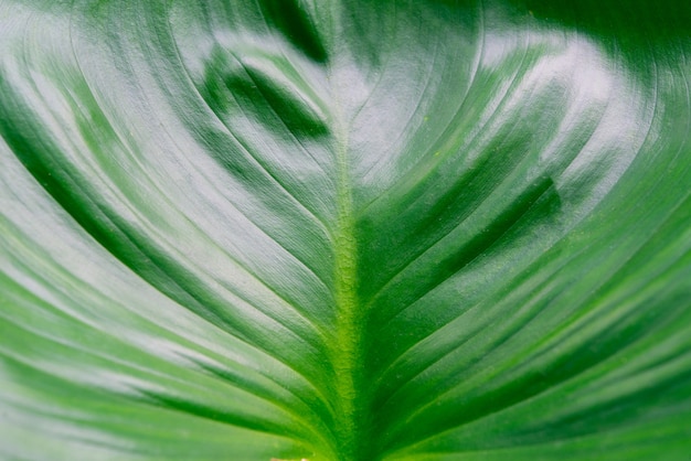 Close-up macro de textura verde folha fresca