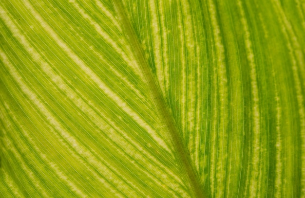 Close-up macro de textura verde folha fresca