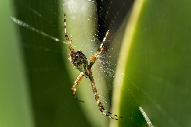 Close-up macro de uma aranha de jardim em uma teia de aranha com folhas verdes para trás. Araneae é uma ordem de artrópodes da classe Arachnida. Espécies conhecidas pelos nomes comuns de aranhas ou aracnídeos.