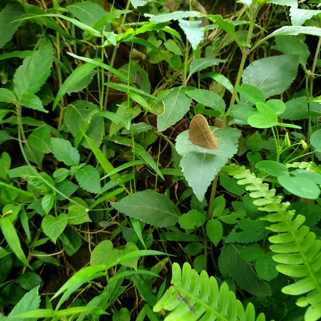 Close-up macro de uma borboleta de jardim tropical em uma folha