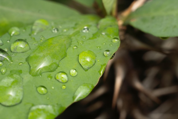 close-up macro fotografia gotas de água após a chuva no fundo da folha verde foto premium