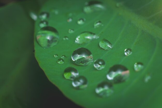 close-up macro fotografia gotas de água após a chuva no fundo da folha verde foto premium